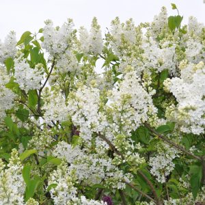 Syringa mme Lemoine