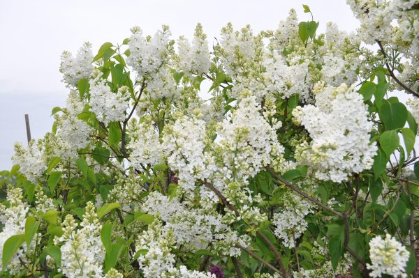 Syringa mme Lemoine