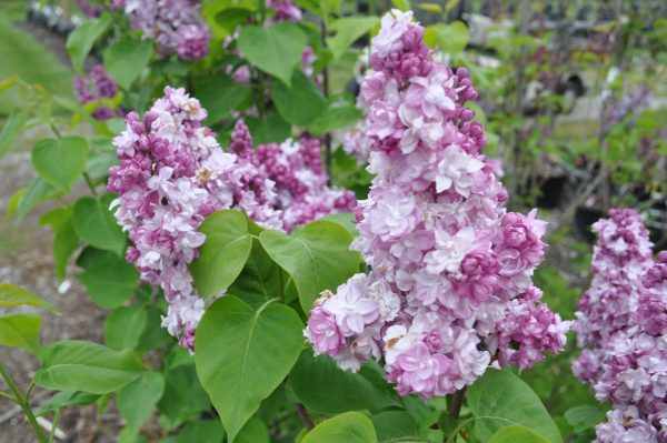 syringa Katherine havemeyer