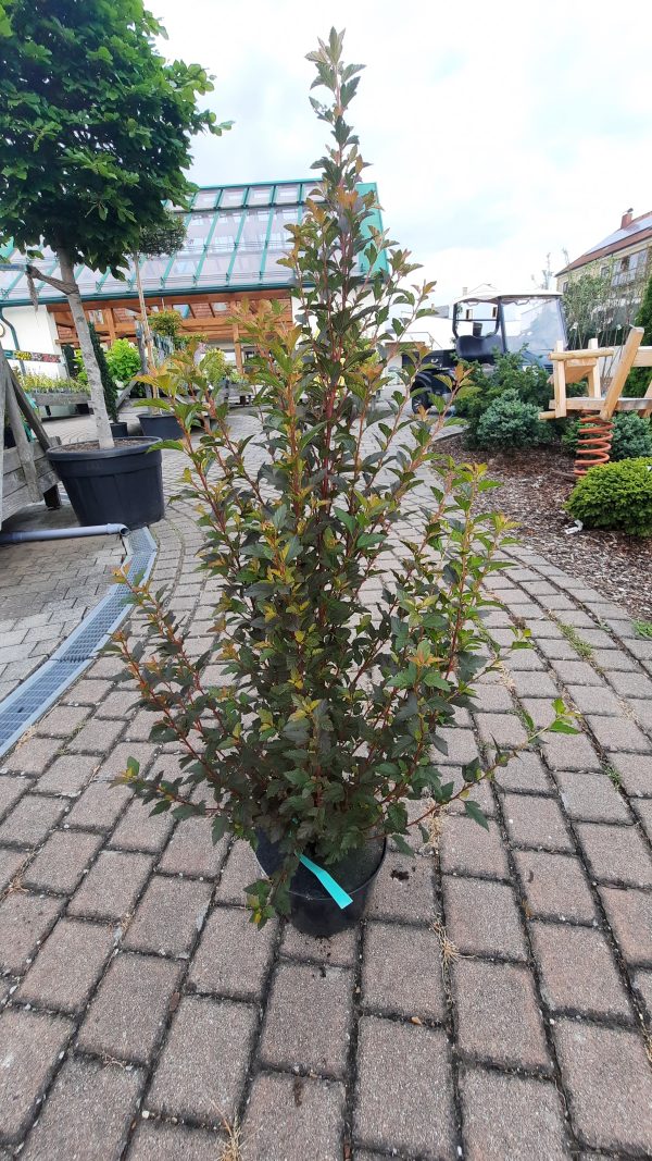 kleine Blasenspiere