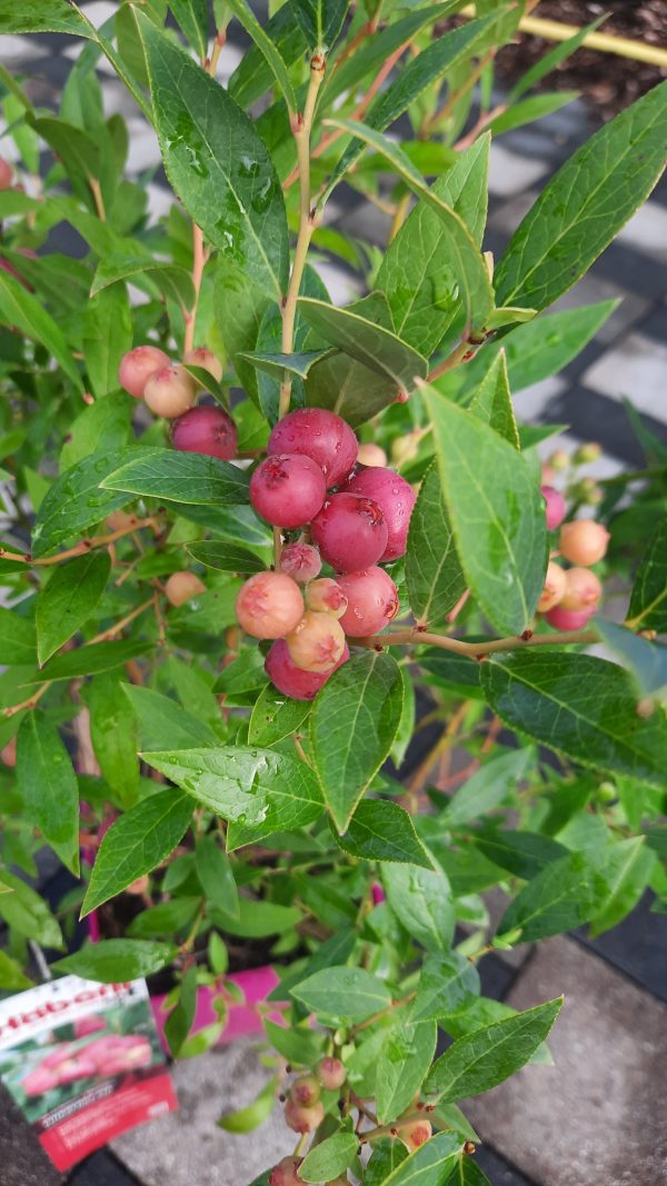 Heidelbeere rosa