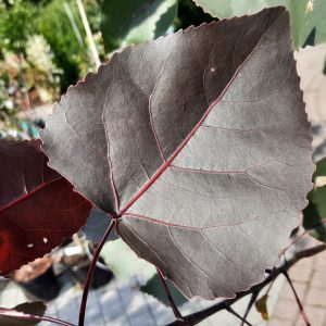 Purpur-Säulenpappel