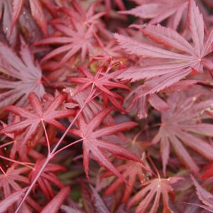 acer palmatum bloodgood