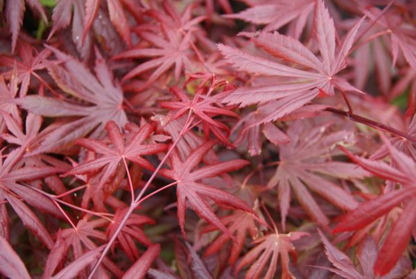 acer palmatum bloodgood