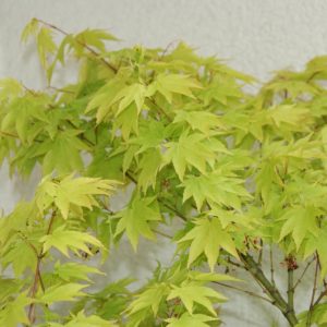 acer palmatum osakazuki