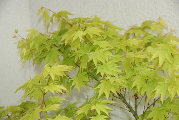 acer palmatum osakazuki