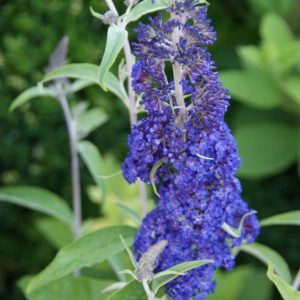 buddleja adonis blue