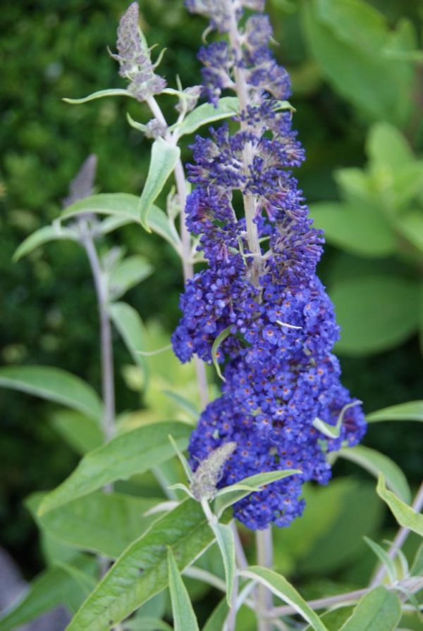 buddleja adonis blue
