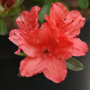 azalea brilliant orange