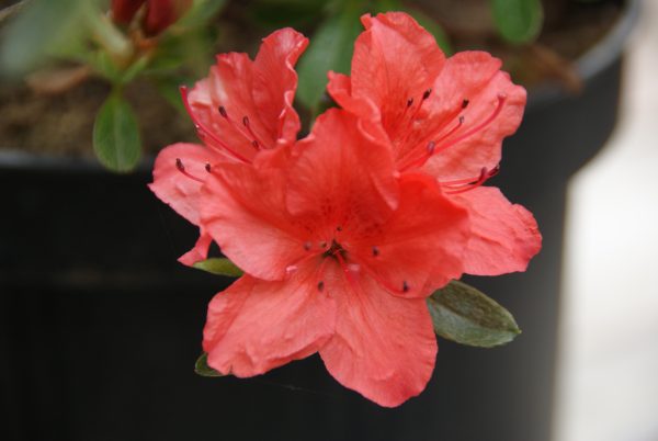 azalea brilliant orange