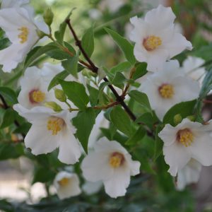 philadelphus belle étoile