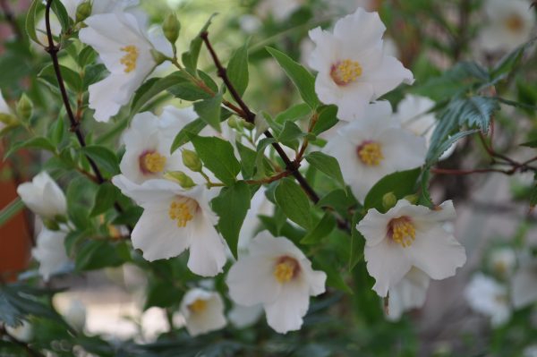 philadelphus belle étoile