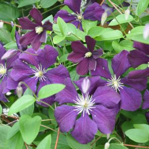 clematis viticella