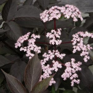 sambucus nigra black beauty