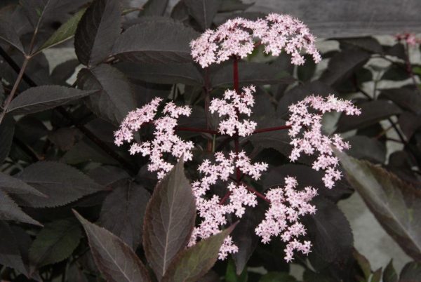 sambucus nigra black beauty