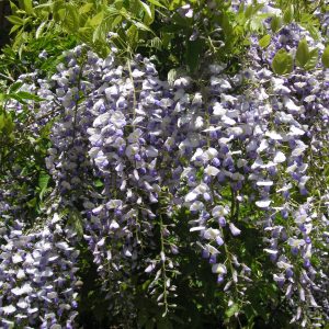 wisteria floribunda prolific