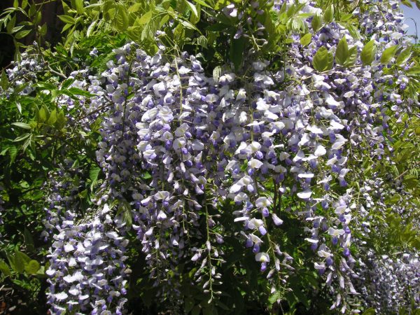 wisteria floribunda prolific