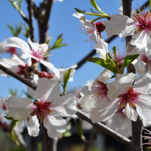 prunus cerasifera nigra