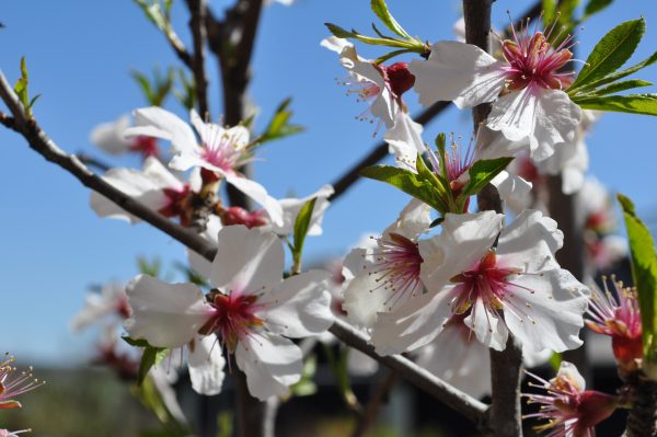 prunus cerasifera nigra