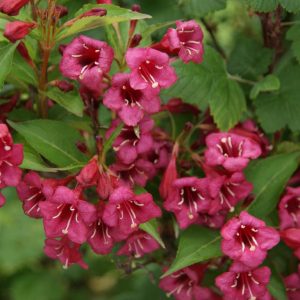 weigela bristol ruby