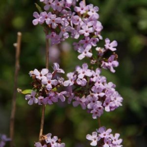 Kaskadensommerflieder