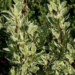 cornus argenteomarginata