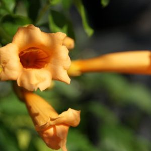 campsis radicans flava