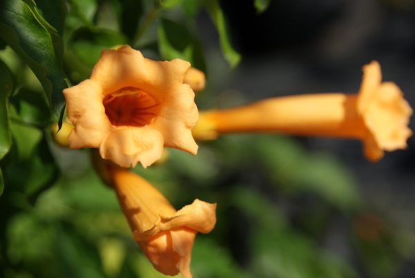 campsis radicans flava