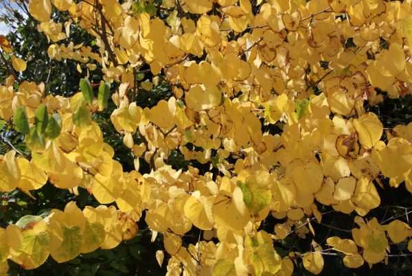 cercidiphyllum japonicum