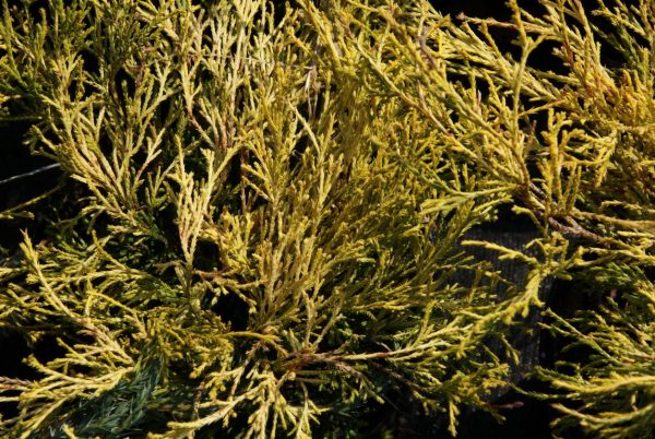 chamaecyparis filifera aurea nana