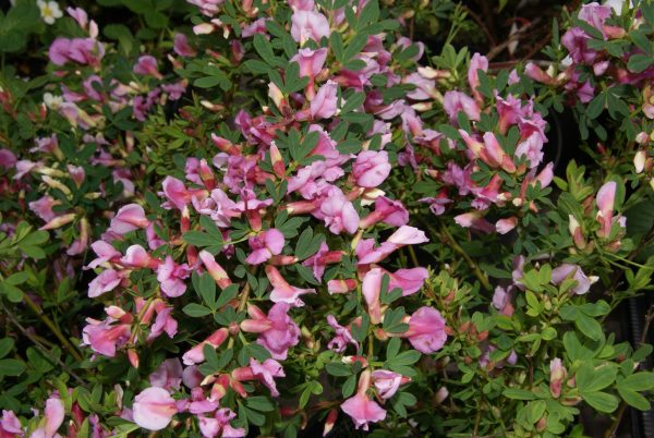 cytisus purpurnes