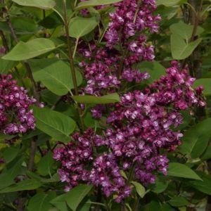 syringa Charles jolly