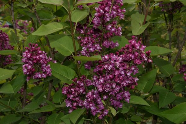 syringa Charles jolly