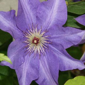 clematis the president