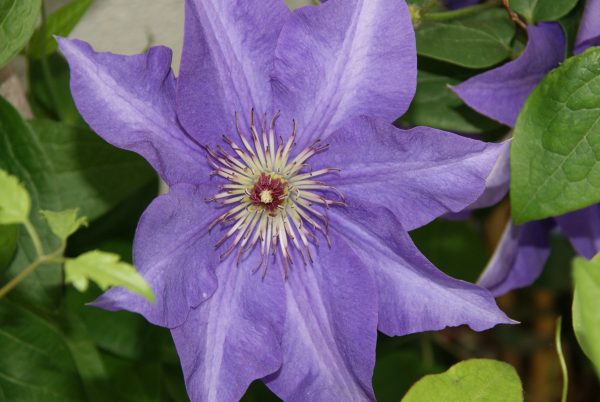 clematis the president