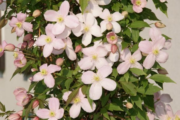 clematis montana Rubens