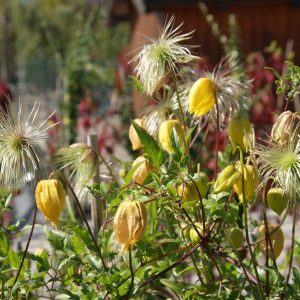 clematis tangutica