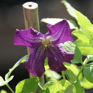 clematis viticella