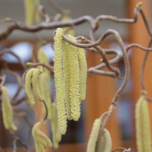 corylus avellana contorta