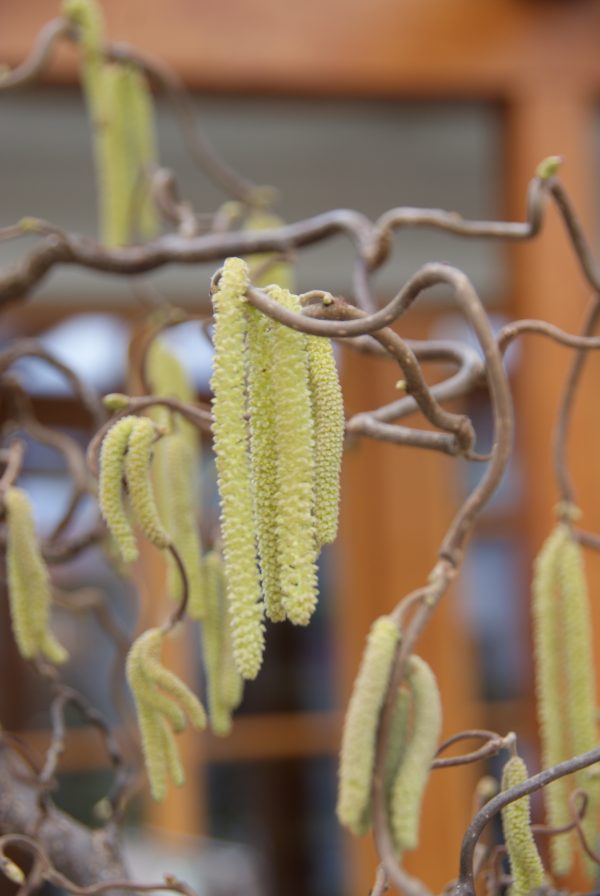 corylus avellana contorta