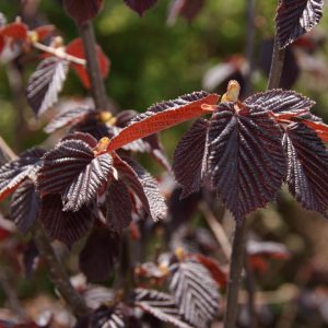 corylus maxima purpurea