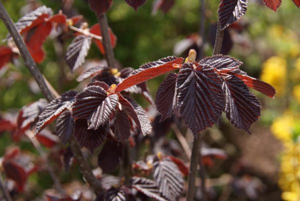 corylus maxima purpurea