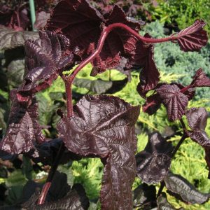 corylus red majestic