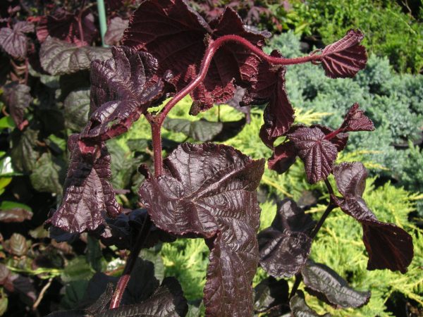 corylus red majestic