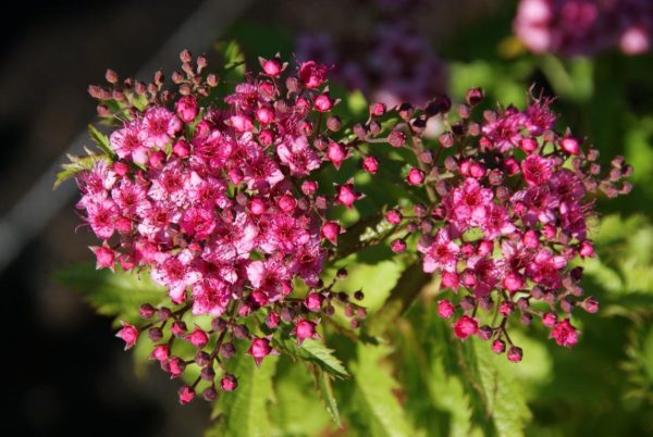 spiraea japonica crispa