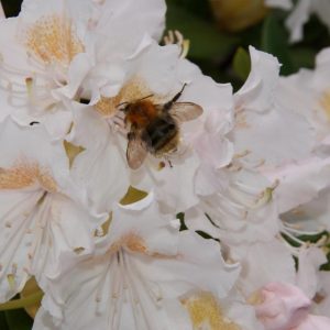 rhododendron cunningsheim white