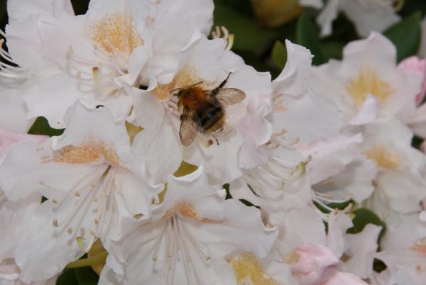 rhododendron cunningsheim white