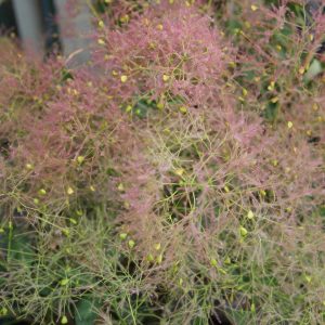 cotinus coggycria