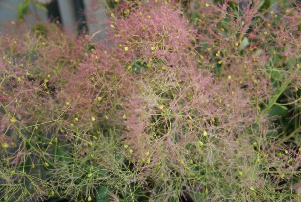 cotinus coggycria