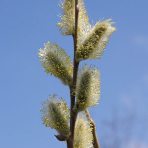 salix caprea